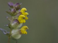 Rhinanthus angustifolius 19, Grote ratelaar, Saxifraga-Luc Hoogenstein : Frysia, Wadden Sea, nature, Fryslan, Wadden, Friesland, natuur, Waddenzee