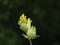 Rhinanthus angustifolius 2, Grote ratelaar, Saxifraga-Marijke Verhagen