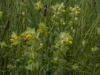 Rhinanthus angustifolius 26, Grote ratelaar, Saxifraga-Jan van der Straaten