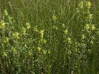 Rhinanthus angustifolius 29, Grote ratelaar, Saxifraga-Jan van der Straaten