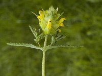 Rhinanthus angustifolius 3, Grote ratelaar, Saxifraga-Jan van der Straaten