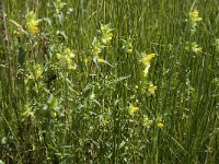 Rhinanthus angustifolius 30, Grote ratelaar, Saxifraga-Jan van der Straaten