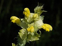 Rhinanthus angustifolius 34, Grote ratelaar, Saxifraga-Jan van der Straaten