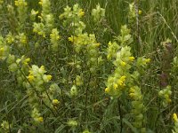 Rhinanthus angustifolius 36, Grote ratelaar, Saxifraga-Jan van der Straaten