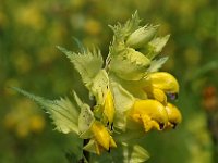 Rhinanthus angustifolius 5, Grote ratelaar, Saxifraga-Hans Dekker