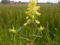 Rhinanthus angustifolius 58, Grote ratelaar, Saxifraga-Ed Stikvoort