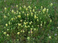 Rhinanthus angustifolius 61, Grote ratelaar, Saxifraga-Ed Stikvoort