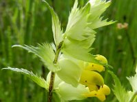 Rhinanthus angustifolius 67, Grote ratelaar, Saxifraga-Rutger Barendse