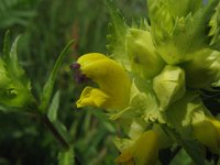 Rhinanthus angustifolius 8, Grote ratelaar, Saxifraga-Rutger Barendse