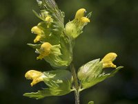 Rhinanthus angustifolius 81, Grote ratelaar, Saxifraga-Willem van Kruijsbergen