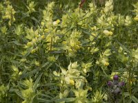 Rhinanthus angustifolius 87, Grote ratelaar, Saxifraga-Willem van Kruijsbergen