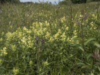 Rhinanthus angustifolius 88, Grote ratelaar, Saxifraga-Willem van Kruijsbergen