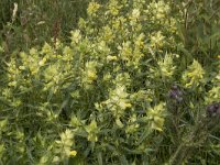 Rhinanthus angustifolius 89, Grote ratelaar, Saxifraga-Willem van Kruijsbergen