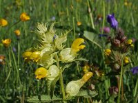 Rhinanthus borbasii 2, Saxifraga-Jeroen Willemsen