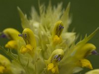 Rhinanthus glacialis 2, Saxifraga-Willem van Kruijsbergen