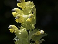 Rhinanthus glacialis 9, Saxifraga-Willem van Kruijsbergen