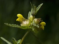 Rhinanthus minor 10, Kleine ratelaar, Saxifraga-Jan van der Straaten