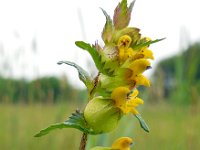 Rhinanthus minor 11, Kleine ratelaar, Saxifraga-Ed Stikvoort