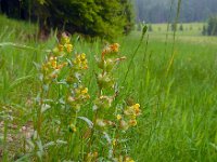 Rhinanthus minor 15, Kleine ratelaar, Saxifraga-Ed Stikvoort