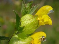 Rhinanthus minor 16, Kleine ratelaar, Saxifraga-Ed Stikvoort