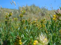 Rhinanthus minor 17, Kleine ratelaar, Saxifraga-Ed Stikvoort