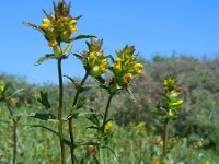 Rhinanthus minor 19, Kleine ratelaar, Saxifraga-Ed Stikvoort