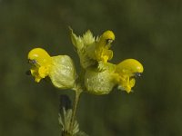 Rhinanthus minor 2, Kleine ratelaar, Saxifraga-Jan van der Straaten