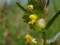 Rhinanthus minor 20, Kleine ratelaar, Saxifraga-Ed Stikvoort