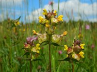 Rhinanthus minor 21, Kleine ratelaar, Saxifraga-Ed Stikvoort