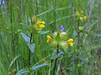 Rhinanthus minor 23, Kleine ratelaar, Saxifraga-Jeroen Willemsen