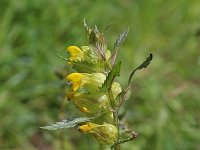 Rhinanthus minor 24, Kleine ratelaar, Saxifraga-Jeroen Willemsen