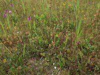 Rhinanthus minor 25, Kleine ratelaar, Saxifraga-Hans Boll