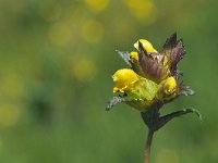 Rhinanthus minor 31, Kleine ratelaar, Saxifraga-Hans Dekker