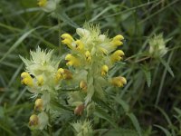 Rhinanthus minor 34, Kleine ratelaar, Saxifraga-Willem van Kruijsbergen