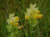 Rhinanthus minor 4, Kleine ratelaar, Saxifraga-Willem van Kruijsbergen