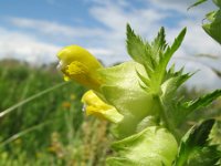 Rhinanthus minor 6, Kleine ratelaar, Saxifraga-Rutger Barendse