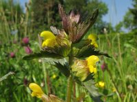 Rhinanthus minor 7, Kleine ratelaar, Saxifraga-Rutger Barendse