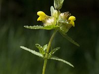 Rhinanthus minor 9, Kleine ratelaar, Saxifraga-Jan van der Straaten