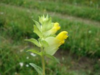 Rhinanthus rumelicus 2, Saxifraga-Jasenka Topic