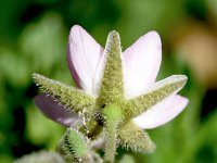 Rhodalsine geniculata 2, Saxifraga-Sonja Bouwman  Rhodalsine geniculata - Caryophyllaceae familie