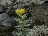 Rhodiola rosea 15, Saxifraga-Willem van Kruijsbergen