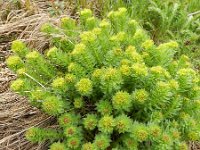 Rhodiola rosea 19, Saxifraga-Rutger Barendse