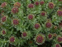 Rhodiola rosea 22, Saxifraga-Harry Jans