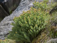 Rhodiola rosea 24, Saxifraga-Luuk Vermeer