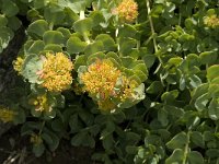 Rhodiola rosea 4, Saxifraga-Jan van der Straaten