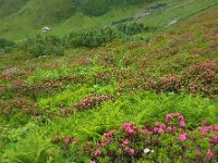 Rhododendron ferrugineum 29, Saxifraga-Ed Stikvoort