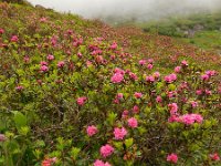 Rhododendron ferrugineum 33, Saxifraga-Ed Stikvoort