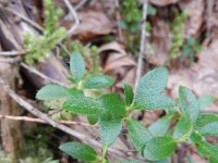 Rhododendron hirsutum 11, Saxifraga-Rutger Barendse