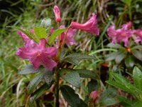 Rhododendron hirsutum 15, Saxifraga-Ed Stikvoort