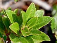 Rhododendron hirsutum 19, Saxifraga-Sonja Bouwman  Harig alpenroosje - Rhododendron hirsutum - Ericaceae familie